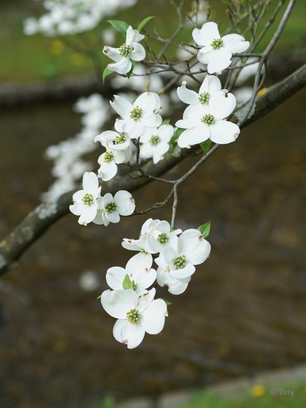 bdFoto 8.JPG - Japanse tuinen